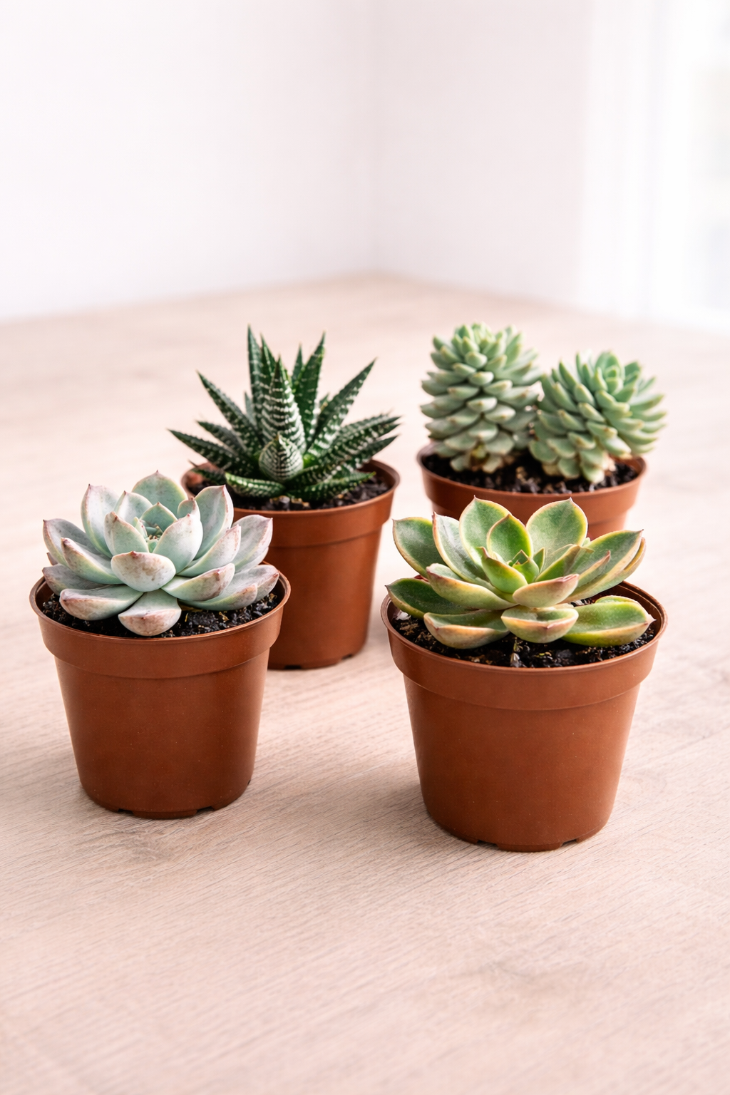 4" Succulent