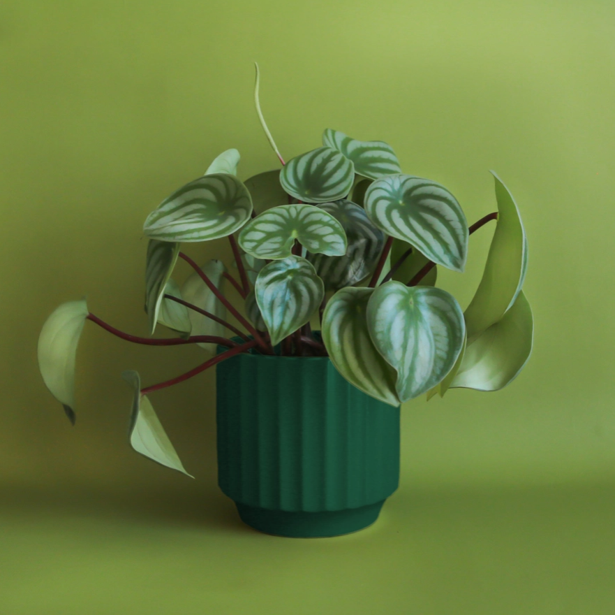 Monroe Pot