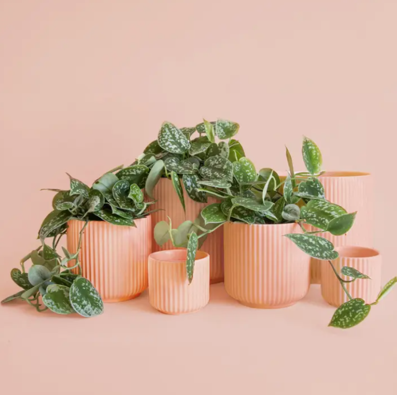 Lucy Pot
