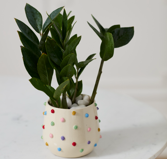 Color Dot Pot
