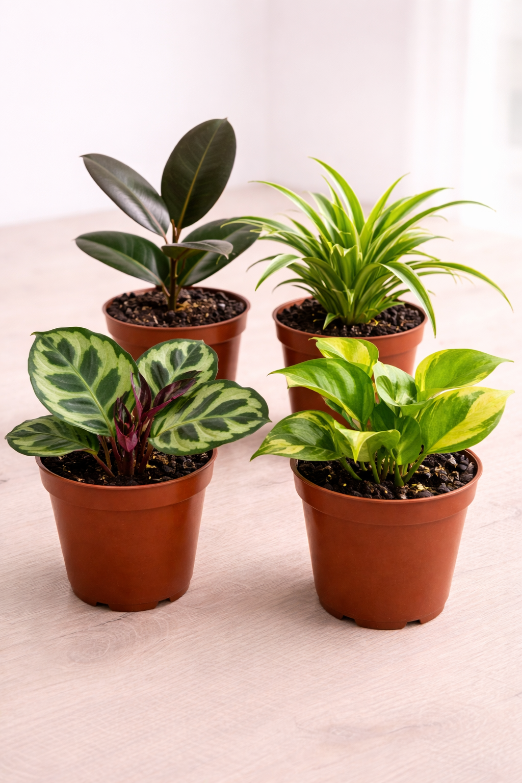 4" Tropical Plant