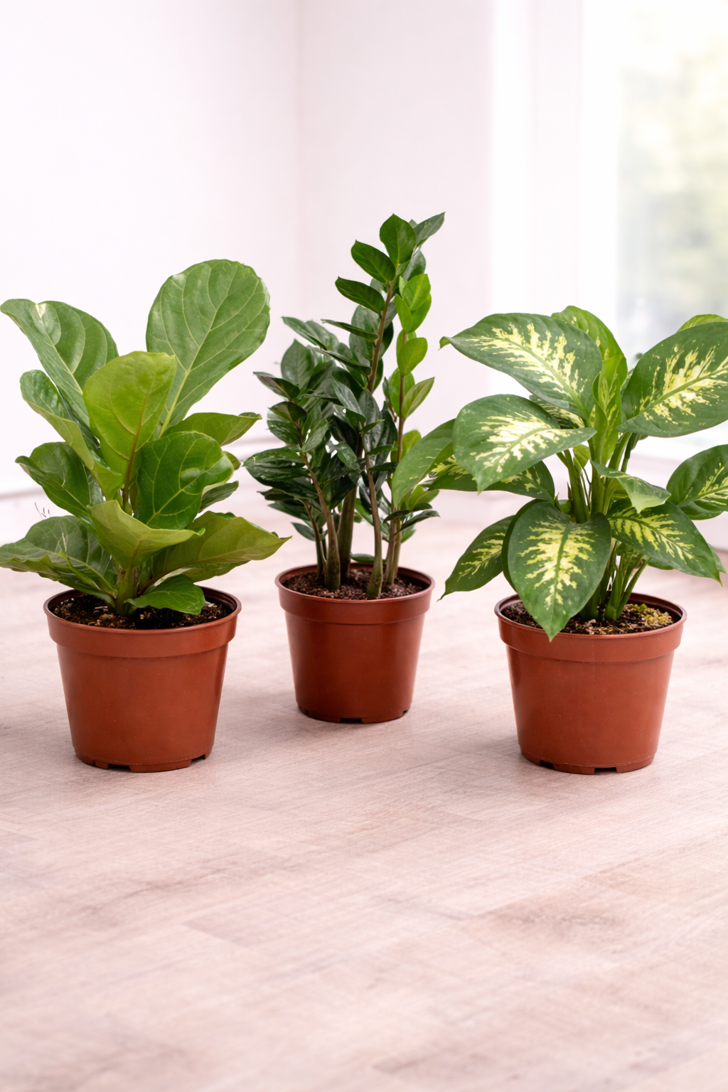 6" Tropical Plant