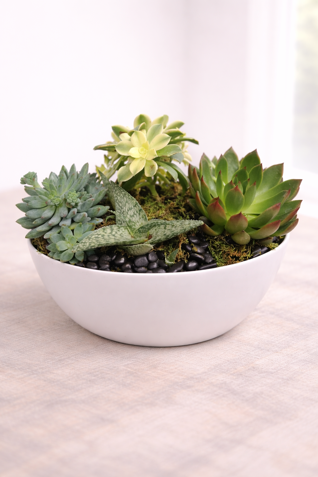 Succulent Garden