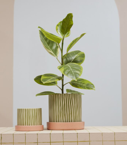 Melancia Pot with Saucer