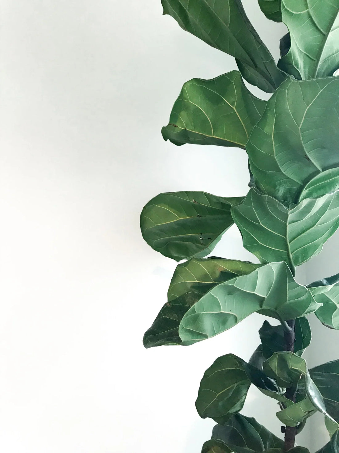 Your Fiddle Leaf Plant Is Kind of the Boss of You
