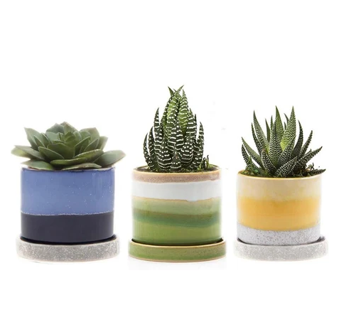 Chive 3" Pot & Saucer