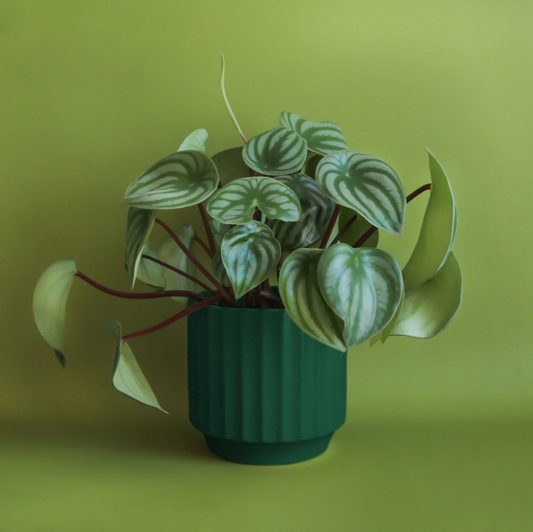 Monroe Pot