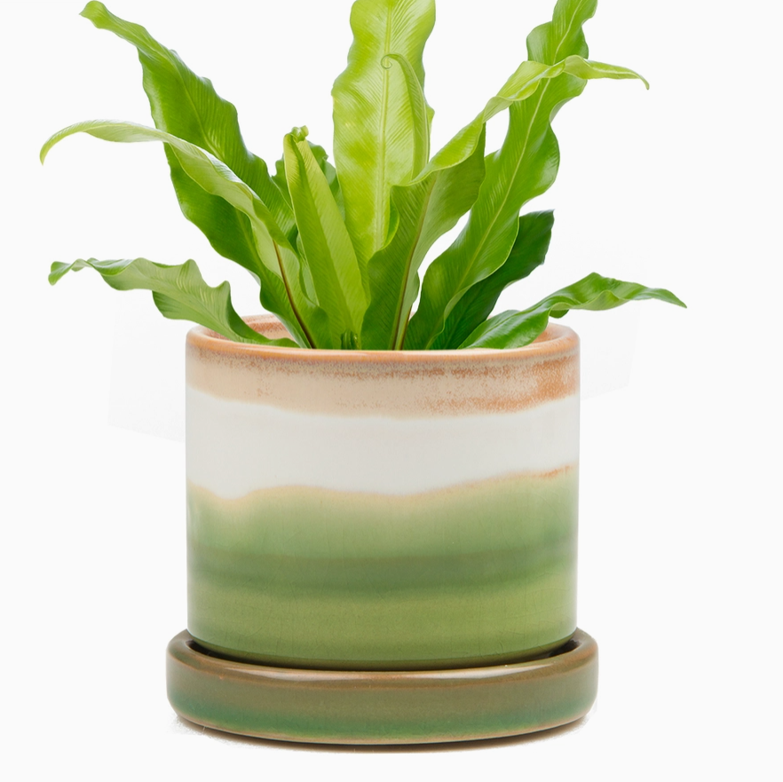 Chive 3" Pot & Saucer