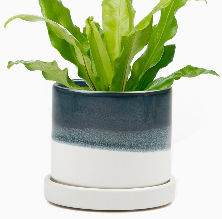 Chive 3" Pot & Saucer