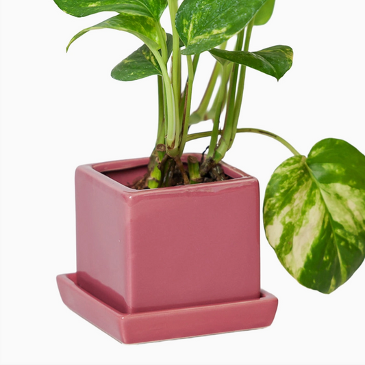 Chive 3" Square Pot & Saucer