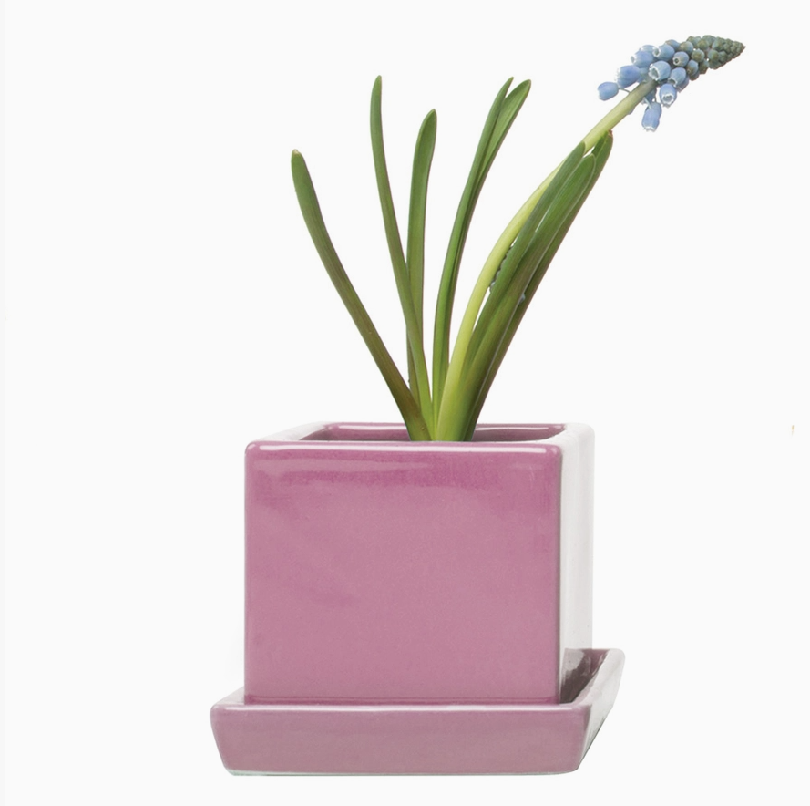 Chive 3" Square Pot & Saucer