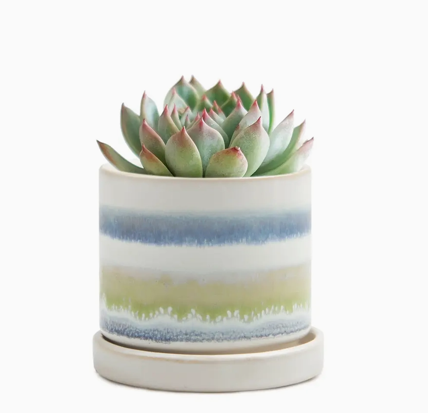 Chive 3" Pot & Saucer