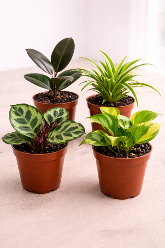 4" Tropical Plant