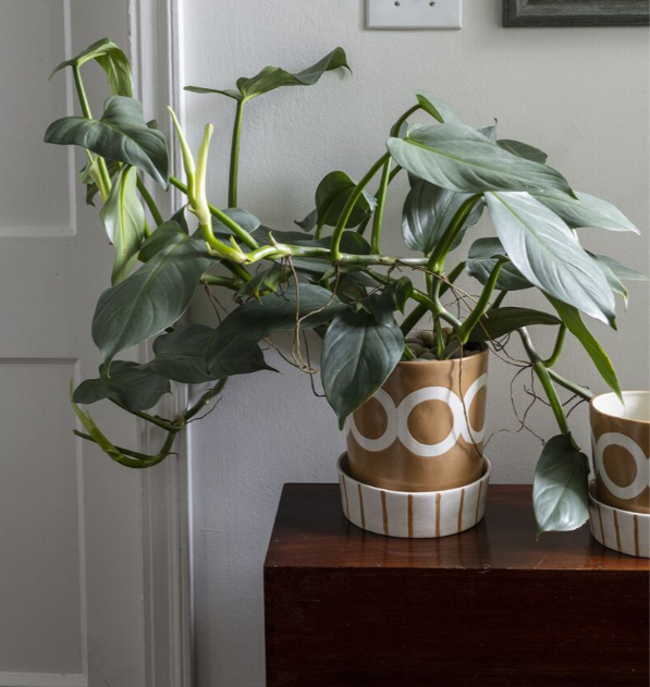 Colburn Pot