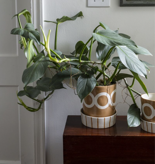 Colburn Pot