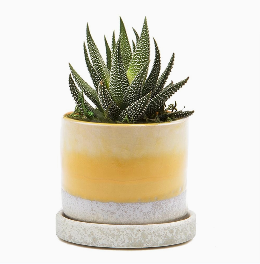Chive 3" Pot & Saucer