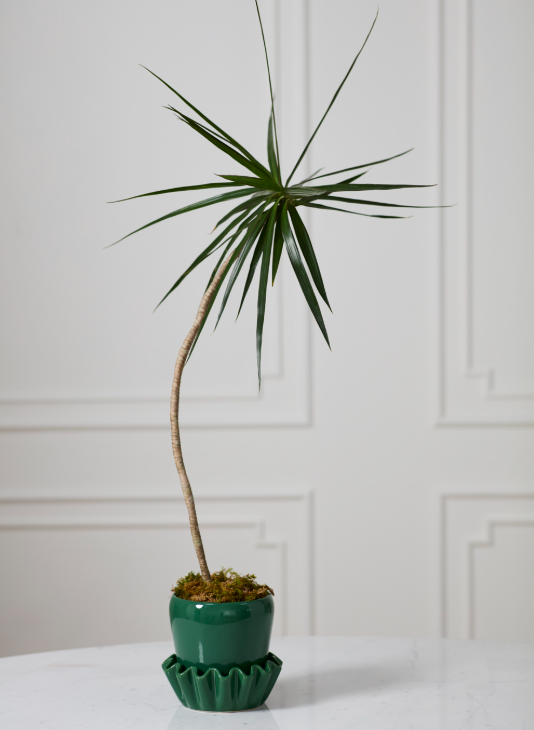 Lorelai Pot