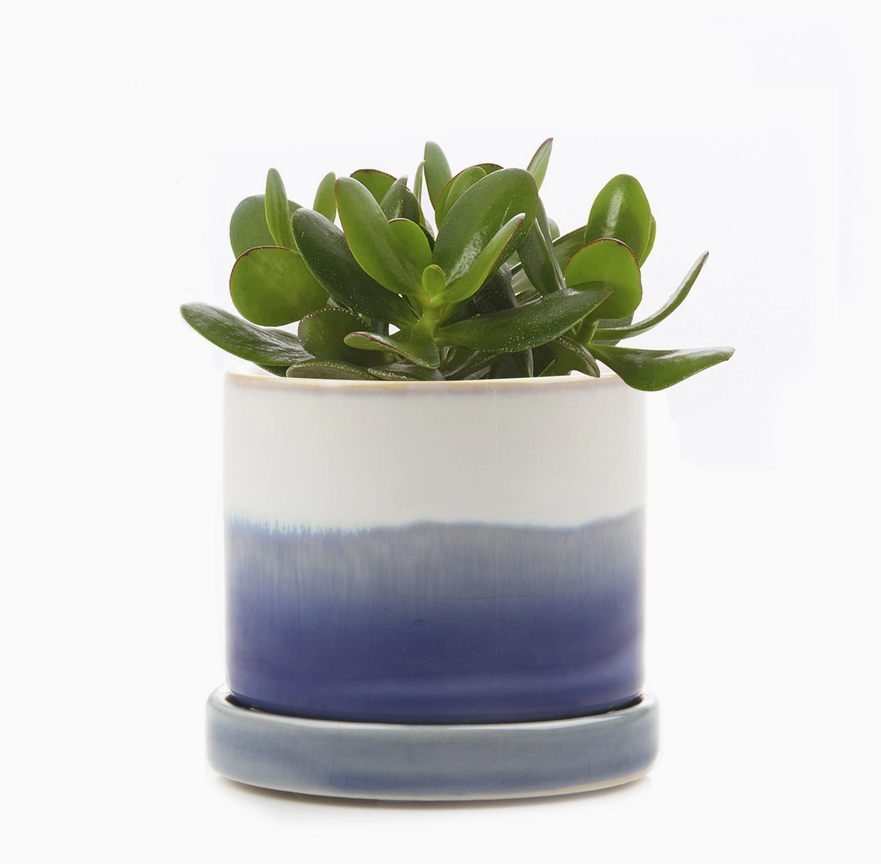 Chive 3" Pot & Saucer