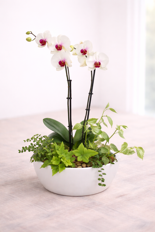 Orchid Planter
