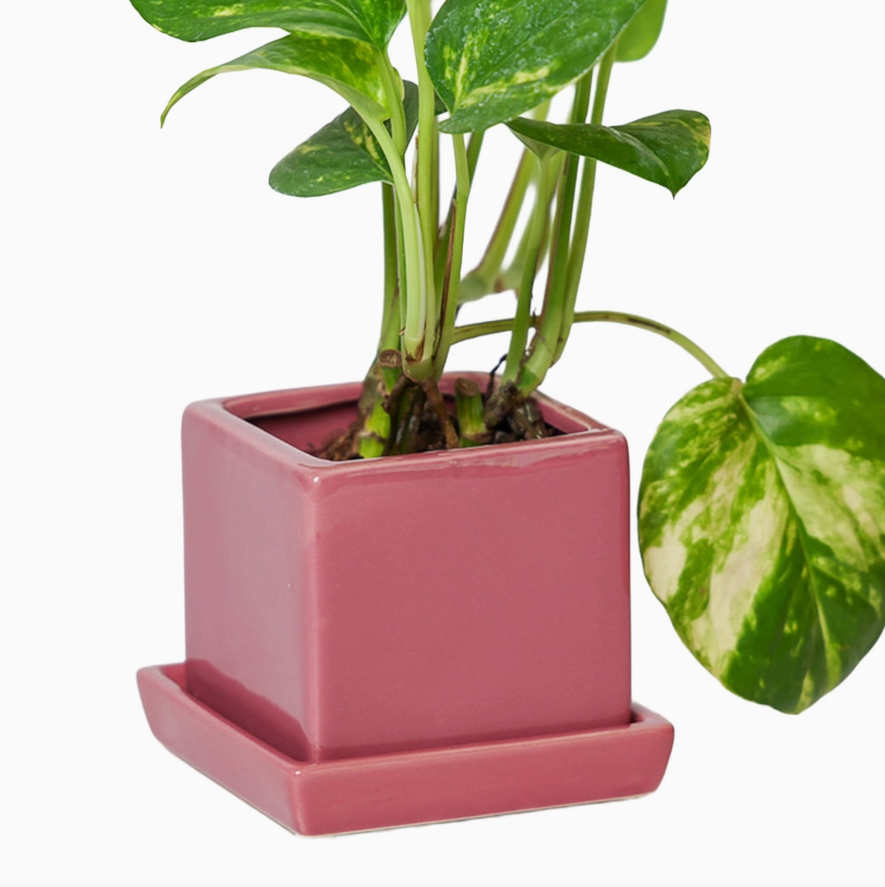 Chive 3" Square Pot & Saucer