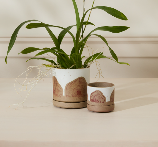 Protea Pot with Saucer
