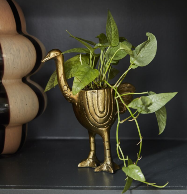 Ostrich Pot