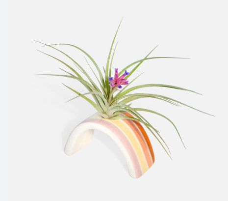 Hope Tillandsia Holder